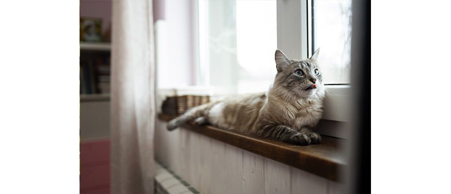 Gatto in casa, come salvare divani e mobili dai graffi senza stressarlo